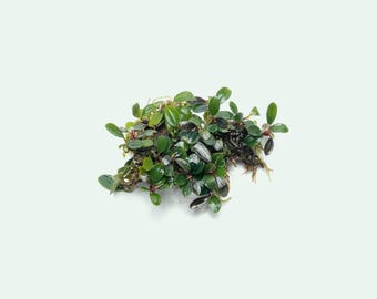Easy Aquarium Plant – Bucephalandra Dark Needle for Planted Aquariums and Aquascaping