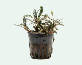 Hellfire Bucephalandra Pot - Buce Live Aquarium Plant Aquascape
