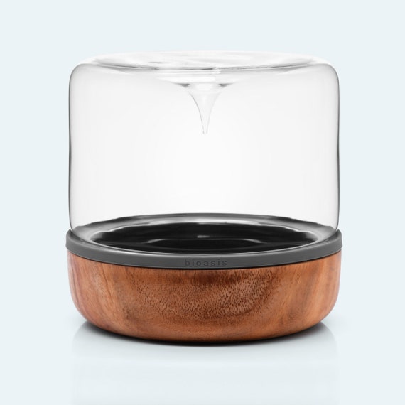 Desktop Terrarium (Glass Container) - Fairy Garden, Moss Gardens