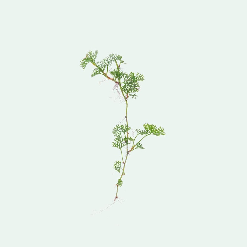 Vining Fern Davallia Parvula - Vivarium Fern, Fairy Garden Fern, Terrarium Fern ...