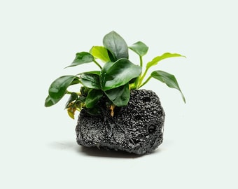 Anubias Nana Petite On Lava Rock - Popular Easy Aquarium Plant for Planted Tank - Anubias Plant - Aquatic Plants