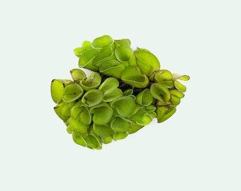 Asian Watermoss, Salvinia Cucullata, Live Aquarium Floating Plant/Aquatic Live Plants, Pond Plant, Fish Tank Plants, Aquarium Decoration