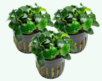 Anubias Nana Petite Value Packs On Sale (3Pack & 5Pack), Easy Live Aquarium Plants For Planted Tank. Beginner Aquatic Plants, Aquascaping