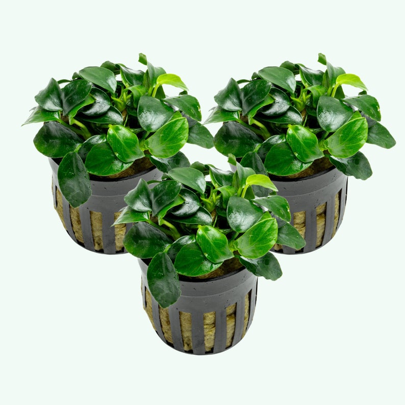 Puede incluir: Tres plantas verdes en maceta con hojas verde oscuro en macetas de pl&aacute;stico negro con insertos de malla marr&oacute;n. Las plantas est&aacute;n dispuestas en forma triangular.