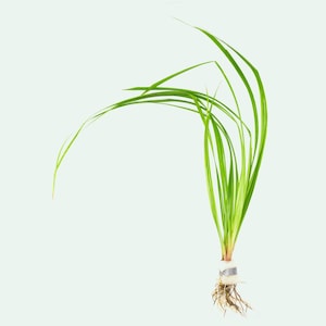 Cyperus Helferi - Live Aquarium Plant | Freshwater Aquarium Plants, Planted Tank, Aquascaping, Live Aquatic Plants