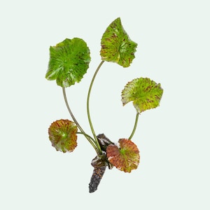 Nymphaea Zenkeri - Bulb Live Aquarium Plants, Easy Beginner Aquatic Plants for Aquascaping, Fish Tank Decor, Aquarium Decoration