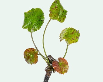 Tiger Lotus – Freshwater Lily Plant for Aquariums, Ponds and Fish Tanks