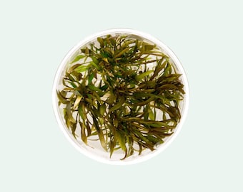 Cryptocoryne Axelrodi - Aquarium Plant for Planted Aquarium Tank - Rare Cryptocoryne - Tissue Culture