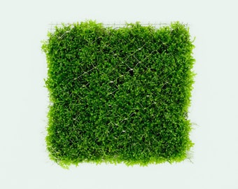 Mini Pellia Coral Moss on Stainless Steel Mesh, Easy Beginner Live Aquatic Moss for Aquarium or Terrarium, Fish Tank Decoration