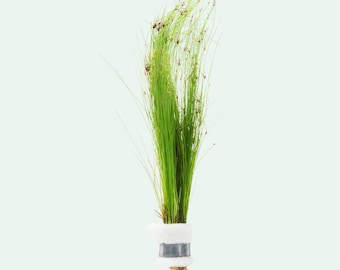 Eleocharis Vivipara Giant Hair Grass Freshwater Live Aquarium Plants, Aquatic Live Tall Plants for Planted Tank, Plan For Fish Tank Decor