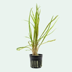 Cryptocoryne Retrospiralis Live Easy Aquatic Plant for Planted Tank & Aquascape, Aquarium Live Plants, Freshwater Plant for Fish Tank Decor