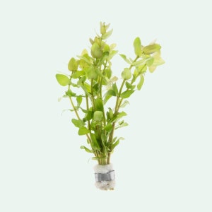 Bacopa Caroliniana Red - Aquatic Stem Plant for Planted Tank, Terrarium, Beginner Aquarium Plants, Aquatic Live Plants for Fish Tank