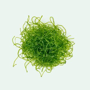May include: A close-up of a pile of bright green sea moss, a type of seaweed, on a white background.