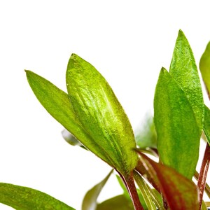 Cryptocoryne Florida Sunset