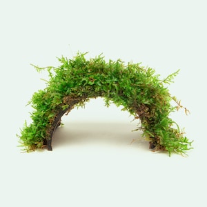 May include: A green moss archway, perfect for a terrarium or miniature garden.