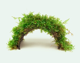 Christmas Moss Bridge – Live Aquarium Plant, Betta Fish Tank Decor