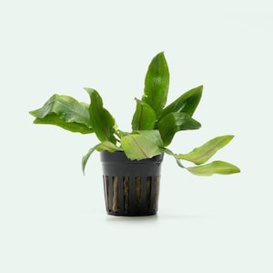 Cryptocoryne Petchii Easy Beginner Aquarium Plants, Live Aquatic Background Plant for Aquarium Decor, Freshwater Plants, Fish Tank Decor,