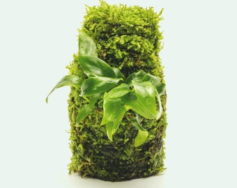 Planta de acuario fácil de usar: Torre de musgo Anubias Minima para acuarios plantados y paisajismo acuático