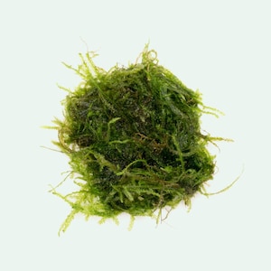 Aquarium Moss Peacock Moss, Live Aquatic Plant, Live Moss for Terrarium, Live Aquarium Plants,  Fish Tank Decor, Carpeting Plants