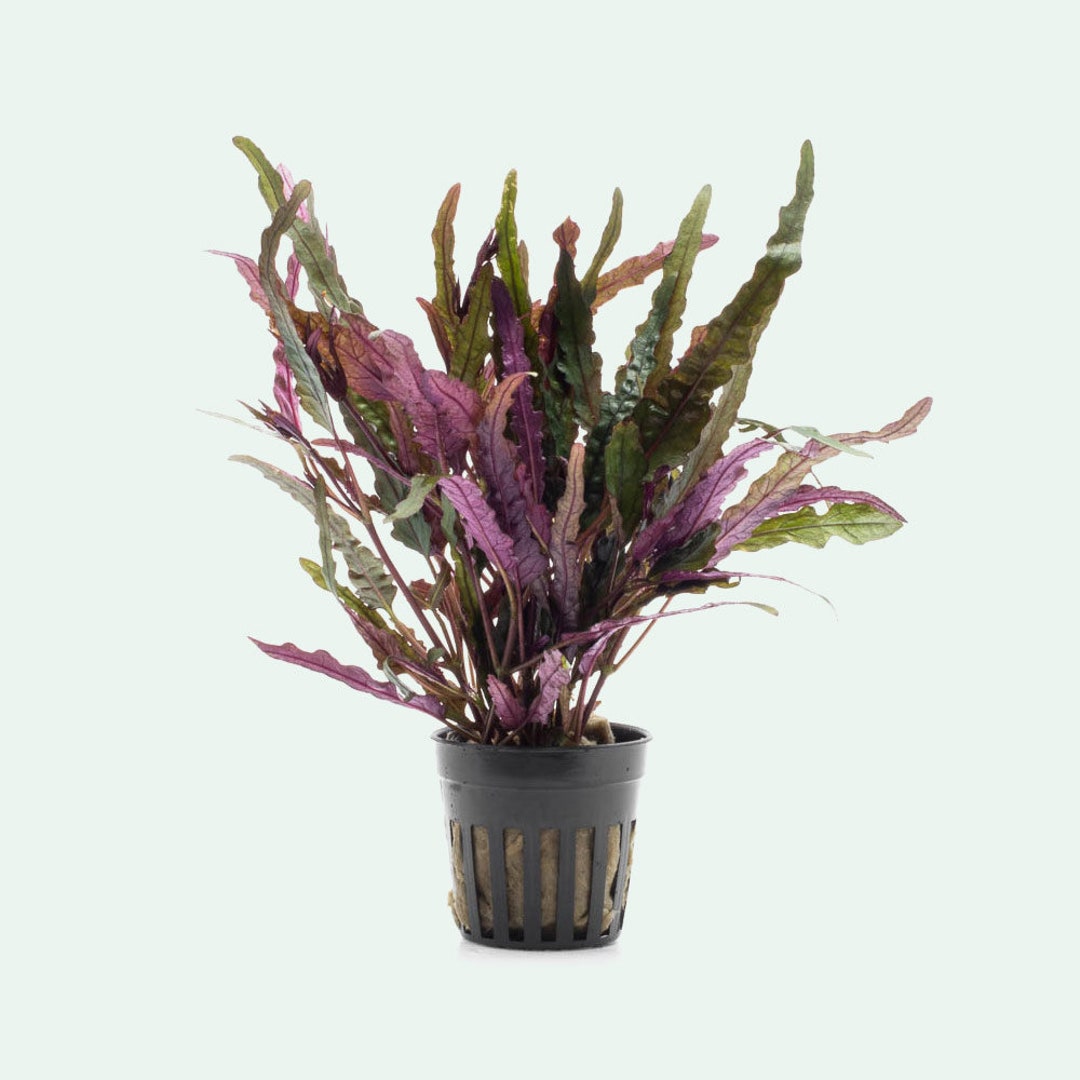 Hemigraphis Repanda Dragon's Tongue Easy Beginner Live Plant for