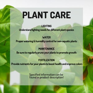 May include: A green and white infographic with the title "Plant Care" and a list of care instructions for plants, including lighting, water, maintenance, and fertilization. The text "Specified information can be found in product description!" is at the bottom of the infographic.