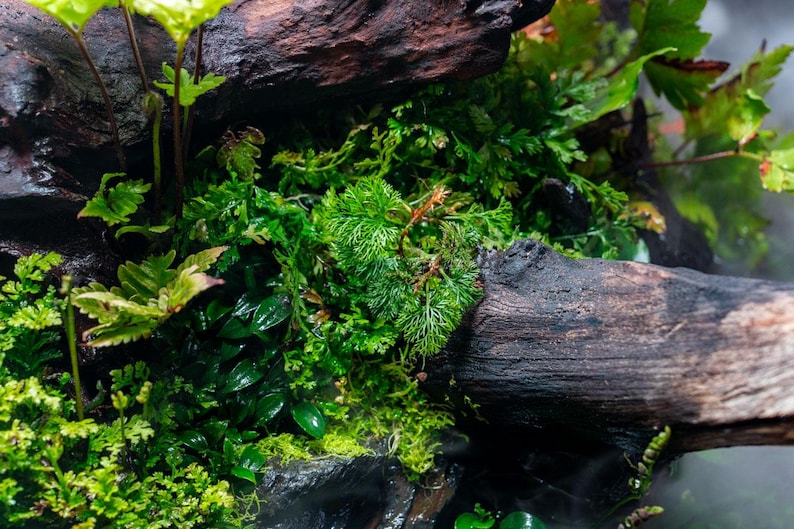 Vining Fern Davallia Parvula - Vivarium Fern, Fairy Garden Fern, Terrarium Fern ...