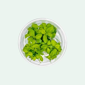 Anubias Nana Golden - Live Aquarium Plants, Low Light Plants for Planted Tank, Planted Aquarium, Betta Splendens Fish Tank, Freshwater Tank