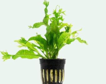 Microsorum Pteropus 'Windelov' - Java Fern 'Windelov' (Lacey Java Fern) - Live Aquarium Plant - Easy Live Aquatic Plants