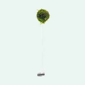 Floating Christmas Moss Ball - Freshwater Aquarium, Fantasy Aquarium Decor, Easy Live Aquatic Moss for Planted Aquarium, Betta Fish Tanks