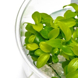 Anubias Nana Golden - Live Aquarium Plants, Low Light Plants for Planted Tank, Planted Aquarium, Betta Splendens Fish Tank, Freshwater Tank