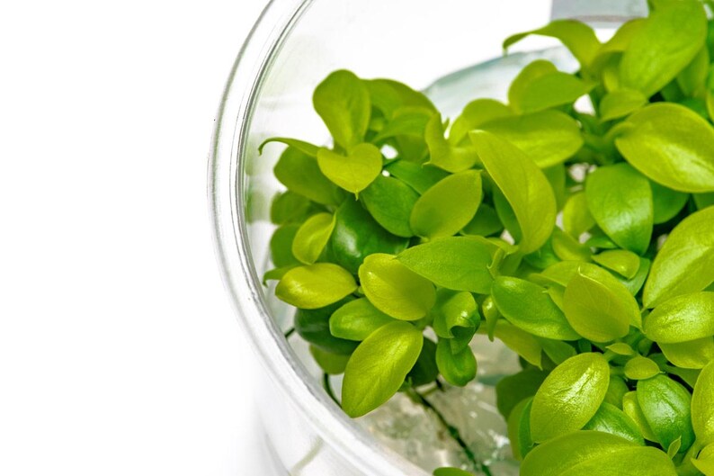 Anubias Nana Golden - Live Aquarium Plants, Low Light Plants for Planted Tank, Planted Aquarium, Betta Splendens Fish Tank, Freshwater Tank