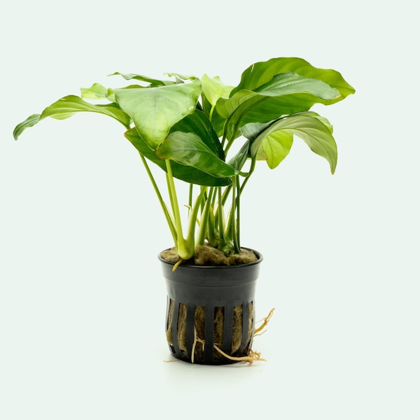 Anubias Barteri Easy Beginner Live Aquatic Plant for Aquascaping, Easy Live Aquarium Plants, Fish Tank Decor, Anubias Plants For Betta Tank