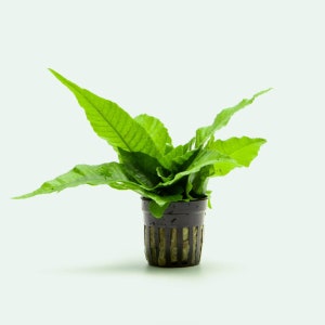 Bolbitis Heteroclita - Beginner Friendly Live Aquatic Plant, Aquarium Fern for Freshwater Planted Tank and Aquascaping