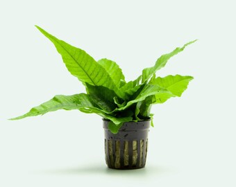 Bolbitis Heteroclita - Beginner Friendly Live Aquatic Plant, Aquarium Fern for Freshwater Planted Tank and Aquascaping