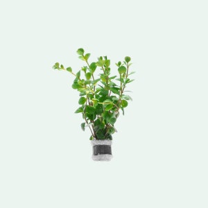 Rotala Ceylon Pink Aquarium Plant - Live Aquarium Stem Plant, Freshwater Plants, Pond Plants, Fish Tank Plants, Aquatic Plants
