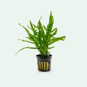 May include: A vibrant green plant with long, slender leaves, potted in a black container with a yellow-brown base. The plant's leaves extend outwards, creating a full, lush appearance. The plant is set against a plain white background.