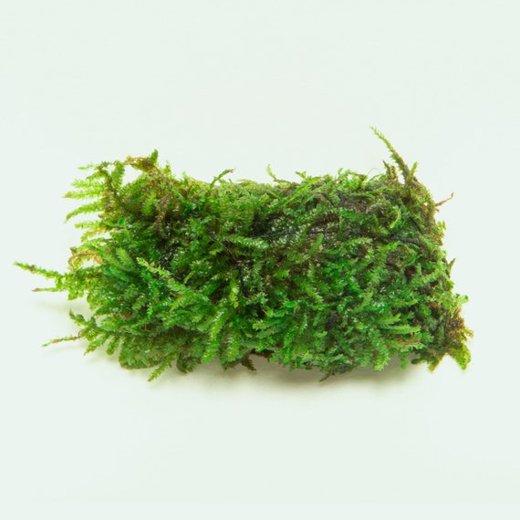  Peat Moss For Aquariums