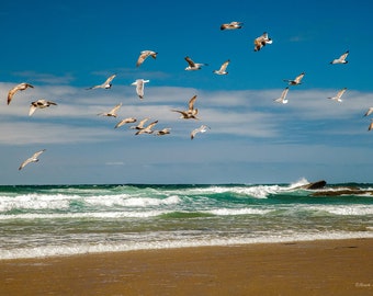 Seagulls of Pacific ocean, Oregon coast -fine art photography canvas print - landscape poster for home interior- wall decor