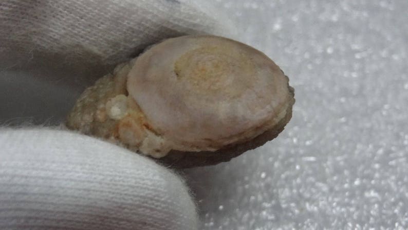 Mongolian Bonsai Suiseki Natural Specimen Viewing Gobi Agate Eye Raw Gobi Desert Agate G#37