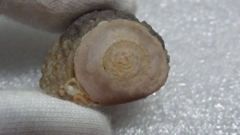 Mongolian Bonsai Suiseki Natural Specimen Viewing Gobi Agate Eye Raw Gobi Desert Agate G#37