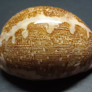 1803-167-coquillage naturel chanceux-Cypraea MAPPA-coquillage naturel