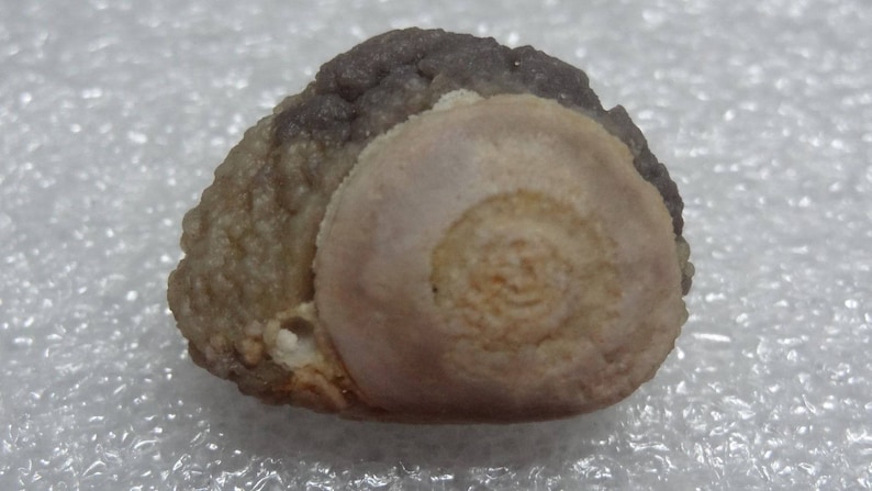 Mongolian Bonsai Suiseki Natural Specimen Viewing Gobi Agate Eye Raw Gobi Desert Agate G#37