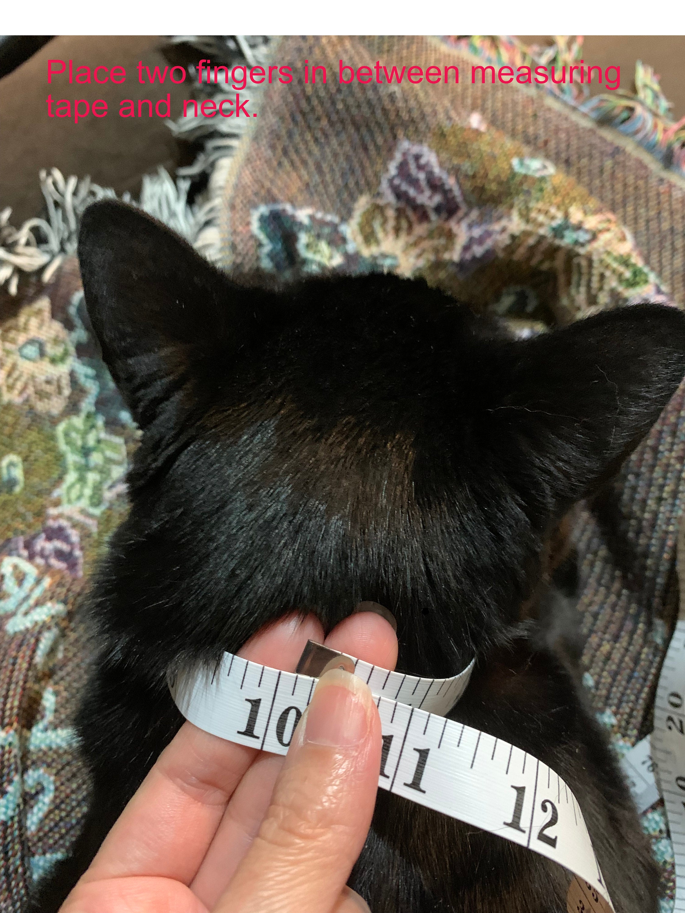 Luxury Pet Collar Prince Peacock Beaded Jewelrycat Collar Etsy