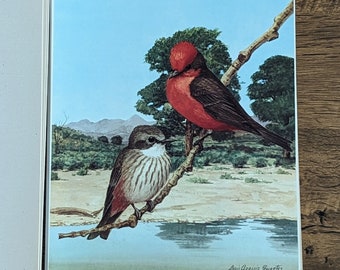 Louis Agassiz Fuertes: Texas Birds Color Plate Portfolio