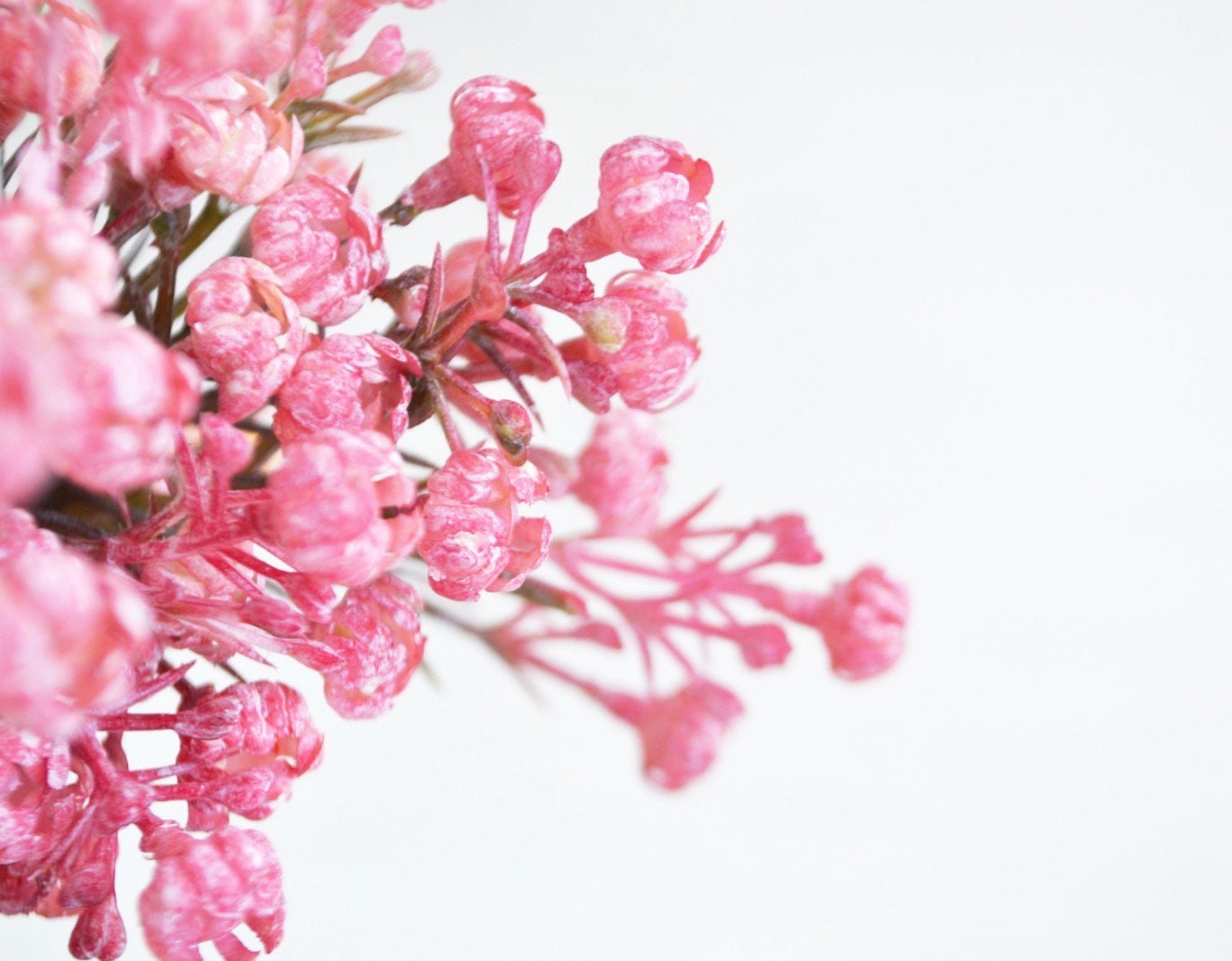 Artificial Baby's Breath Pink Baby Breath Floral Filler Etsy