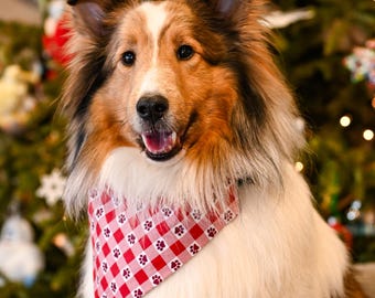Könnte beinhalten: Ein Shetland Sheepdog mit einem rot-weiß karierten Halstuch mit Pfotenabdrücken. Der Hund hat ein weißes und braunes Fell und sitzt vor einem geschmückten Weihnachtsbaum mit Ornamenten und Lichtern.