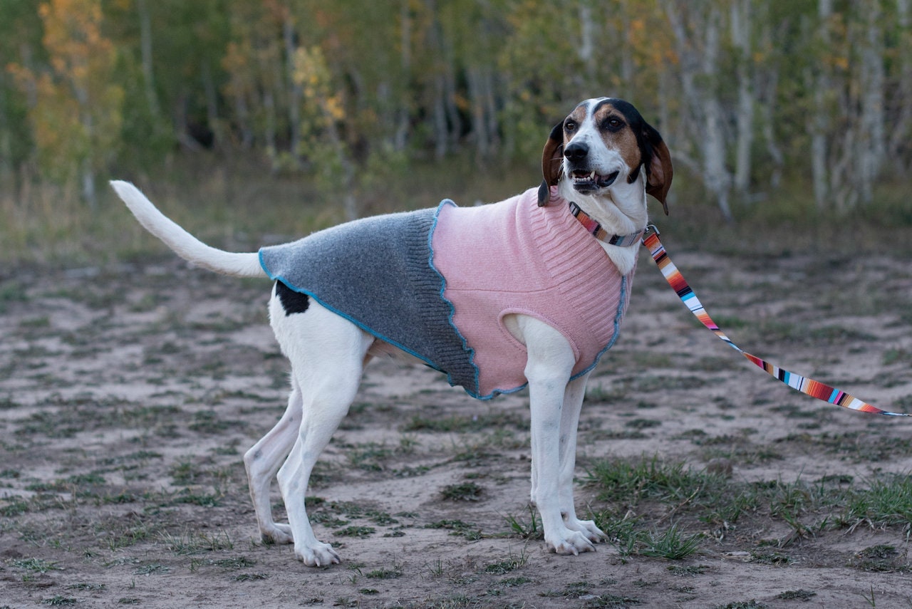 boxer dog sweater pattern