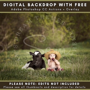 Holstein Cow in a Summer Field Digital Backdrop