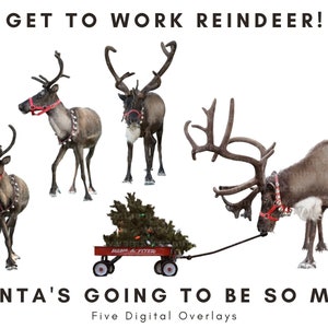 以下が含まれることがあります： クリスマスツリーを載せた赤いワゴンを引くトナカイが描かれたデジタルオーバーレイ5枚セット。画像には「GET TO WORK REINDEER!」「SANTA'S GOING TO BE SO MAD」のテキストが含まれています。