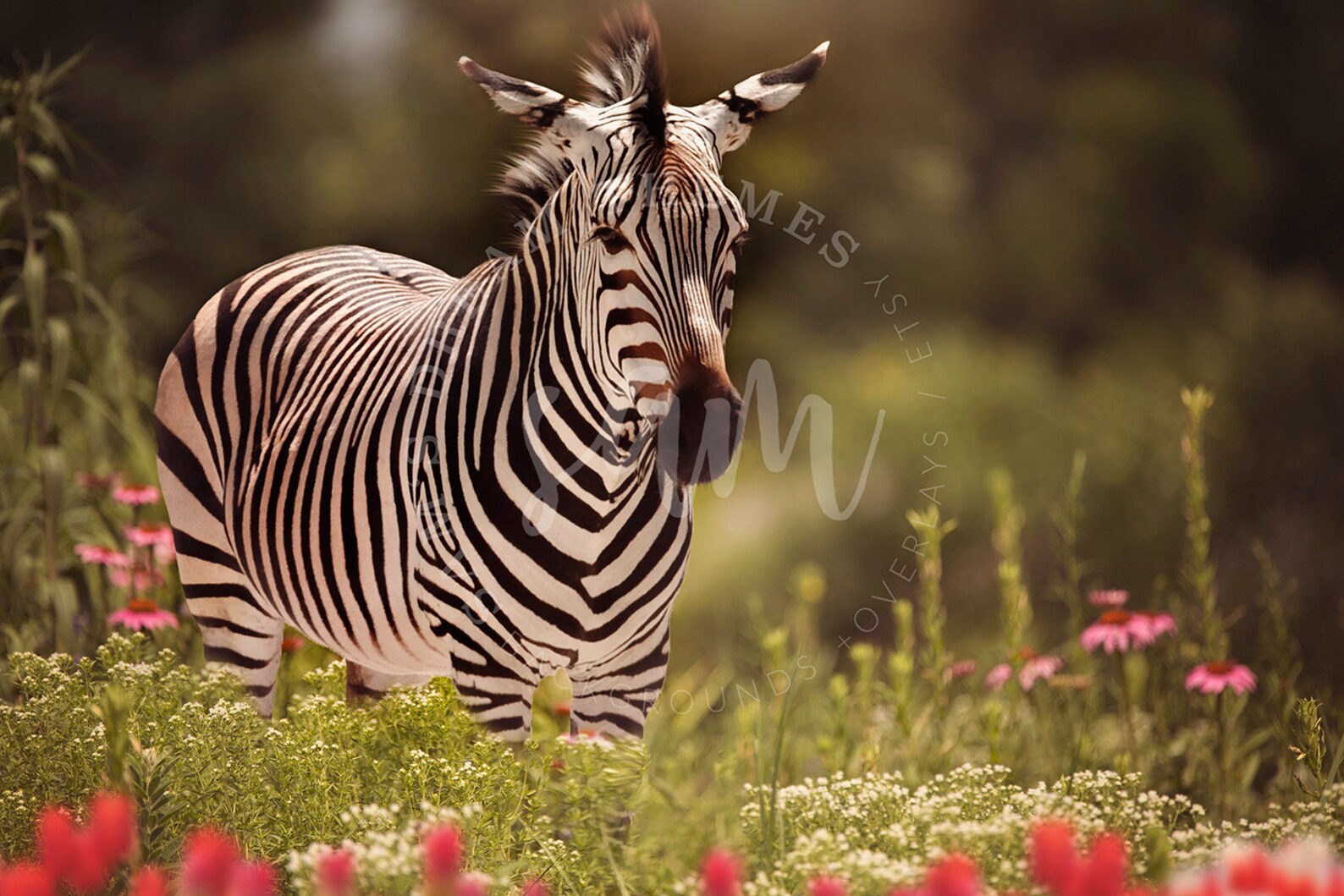 Garden Zebra digital backdrop zebra digital background Etsy